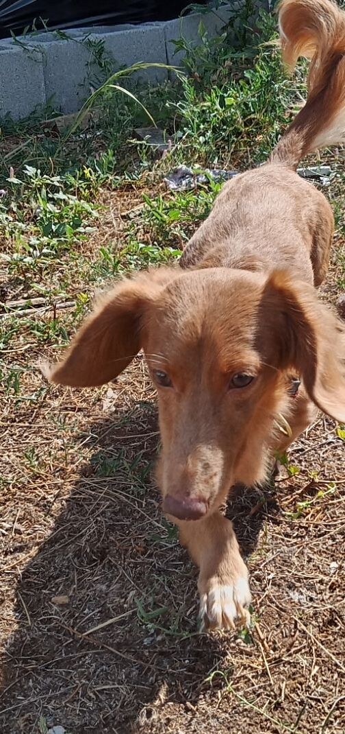 Winkey's Dobby Dolots (Dobby)