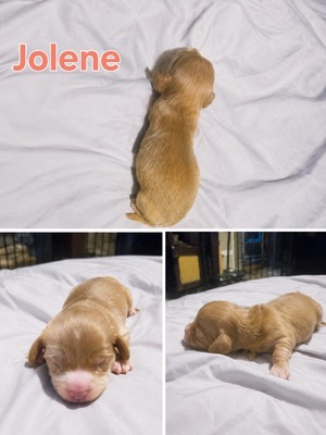 joleene