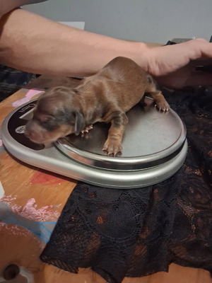 chico