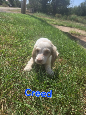 Creed Cooper (Creed)