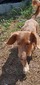 Winkey's Dobby Dolots (Dobby)