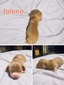 joleene